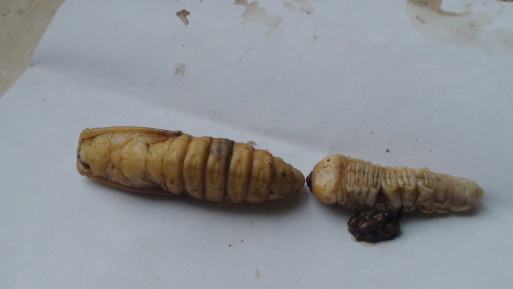 Larve xilofagi: Aegosoma scabricorne
