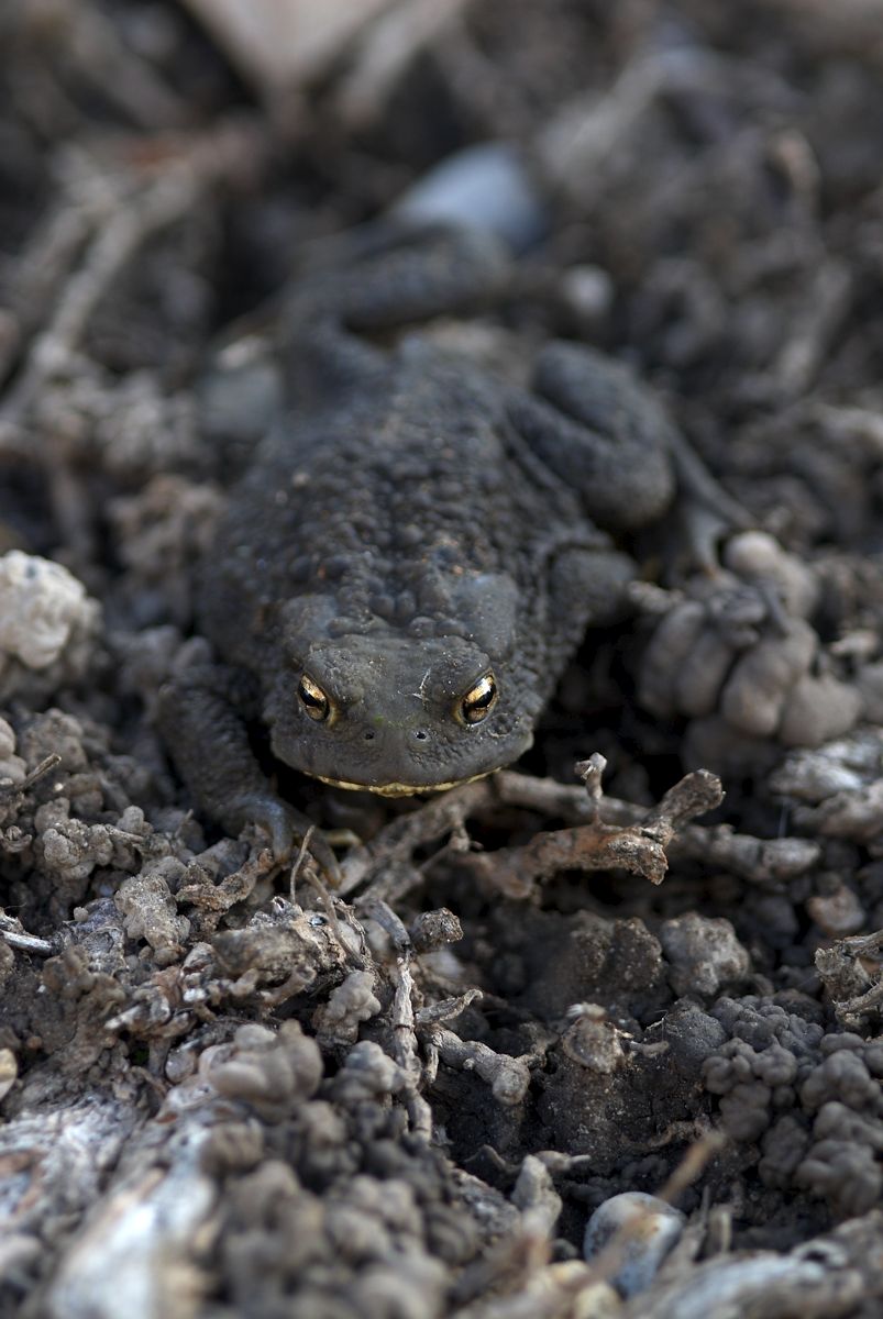 Identificazione rospo - Bufo bufo