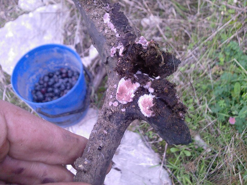 Lichene rosa.. Da determinare