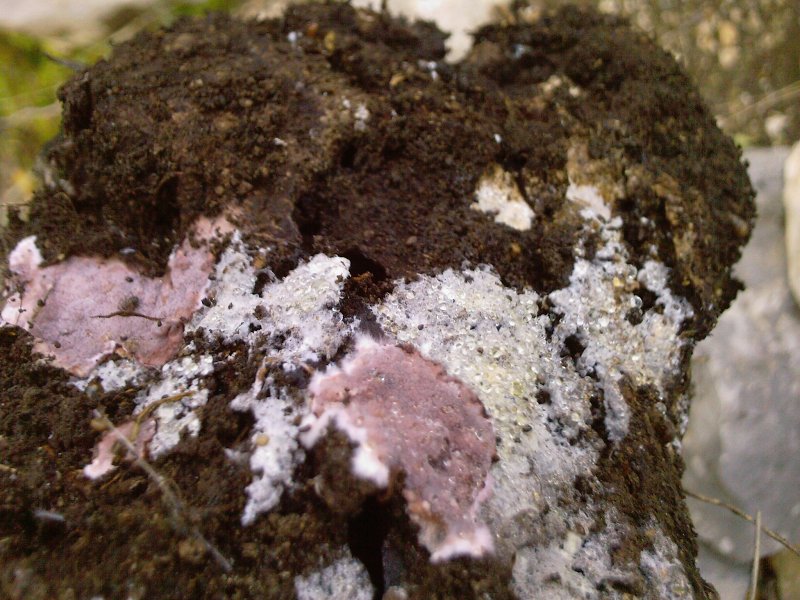 Lichene rosa.. Da determinare