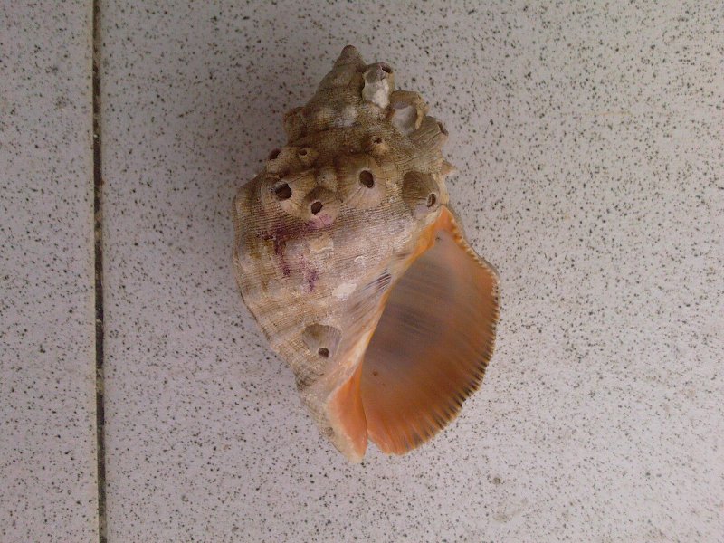 Bolinus, da Determinare