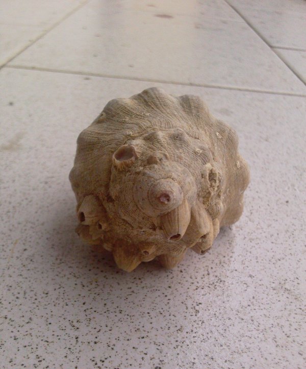 Bolinus, da Determinare