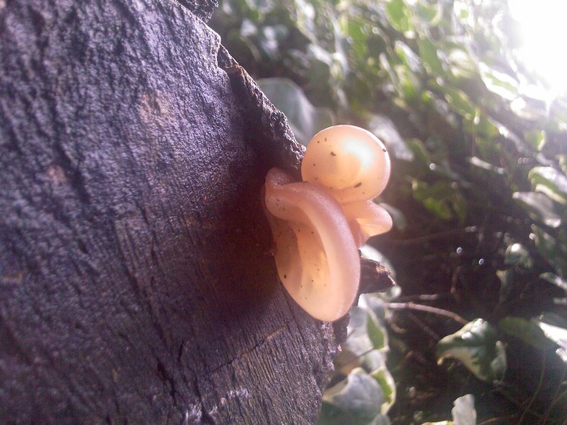 Fungo molle, Da determinare