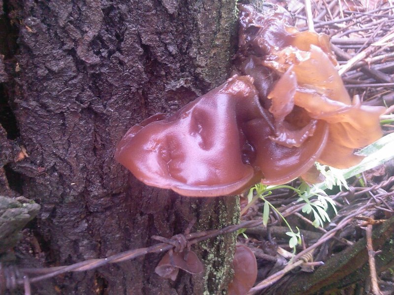 Fungo molle, Da determinare