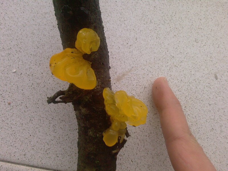 Fungo giallo, da determinare