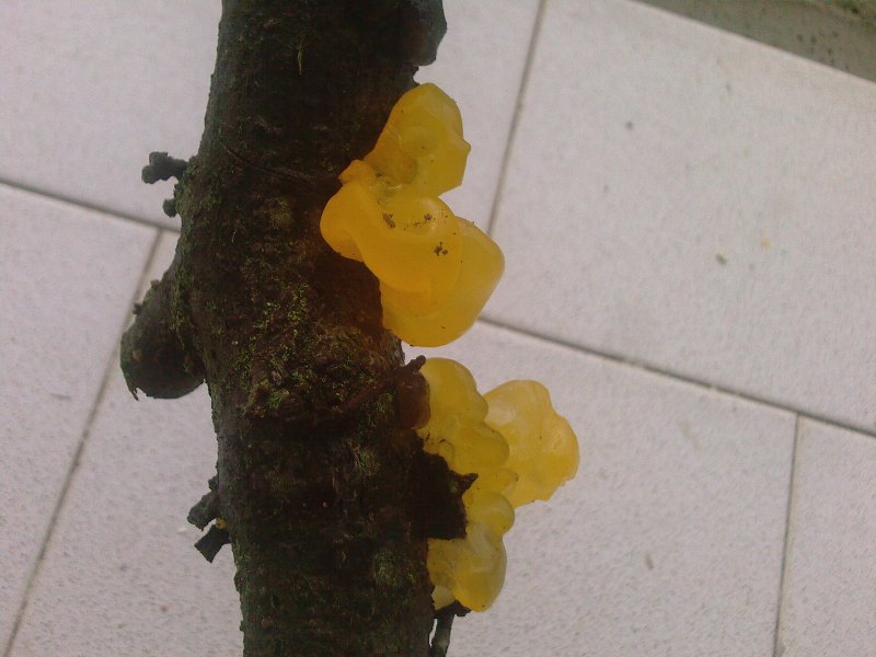 Fungo giallo, da determinare