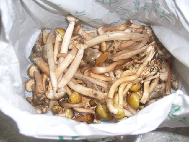 Armillaria mellea