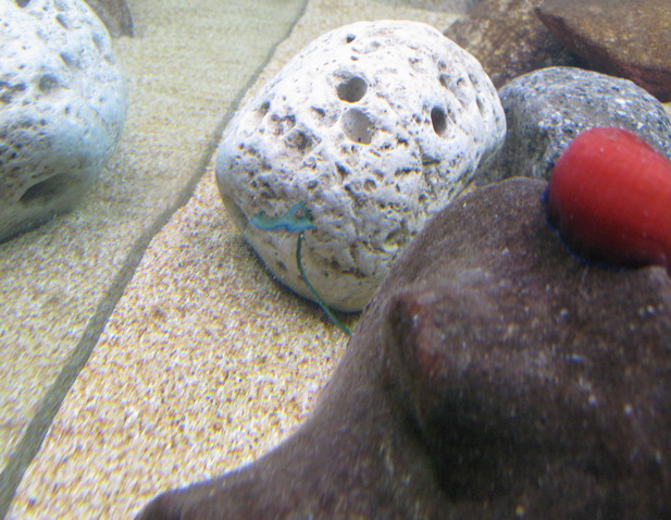 Bonellia viridis