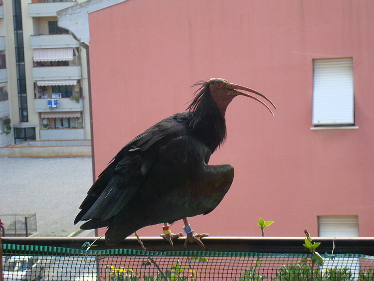 Ibis eremita...