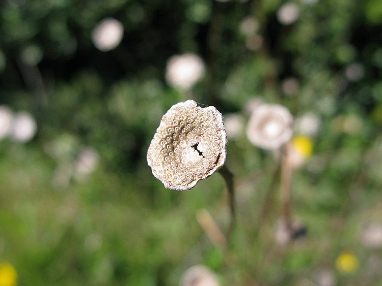 Scheletro?? Reichardia picroides