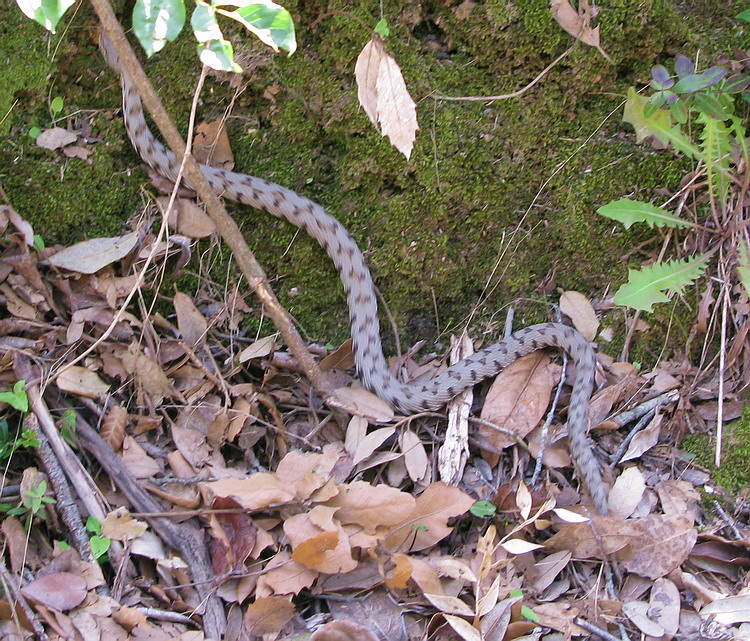 Vipera aspis??