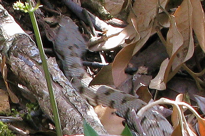 Vipera aspis??