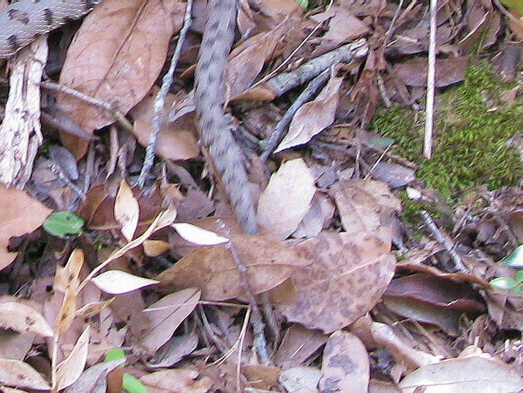 Vipera aspis??