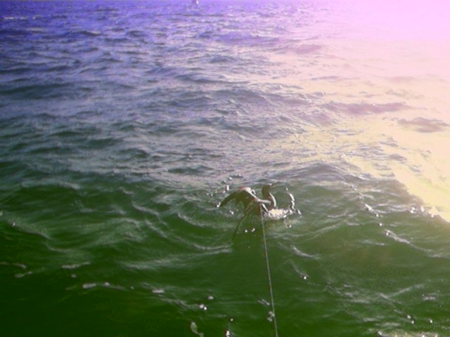 Cormorano
