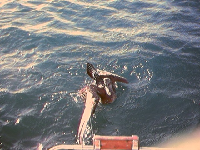 Cormorano