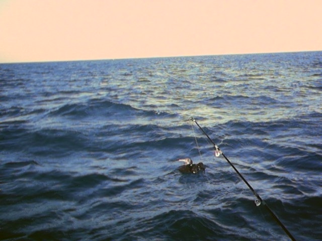 Cormorano