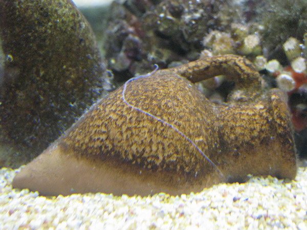 Tentacoli di Terebellidae