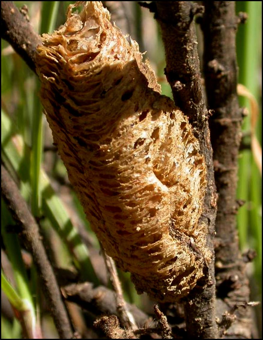 Ooteca di Ameles? No. Mantis religiosa