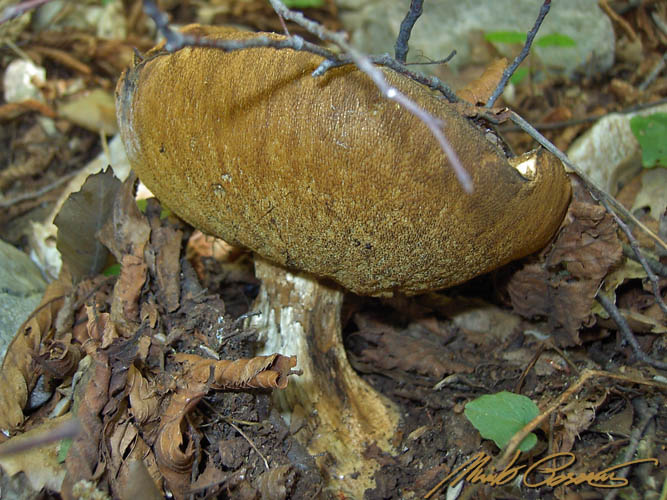 Da ID...da archivio.