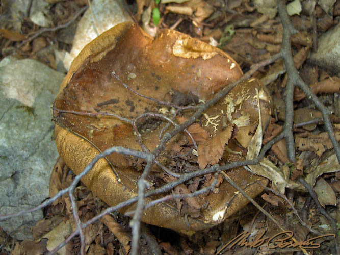 Da ID...da archivio.