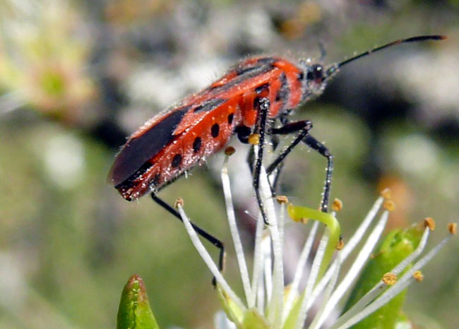 Rhopalidae: Corizus hyosciami del Lazio (Rm)