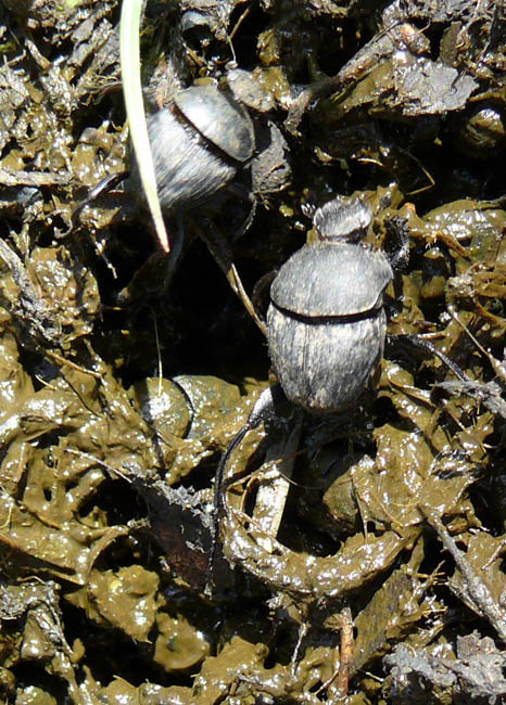 altra identificazione - Sisyphus schaefferi