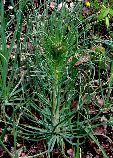 Asphodeline lutea