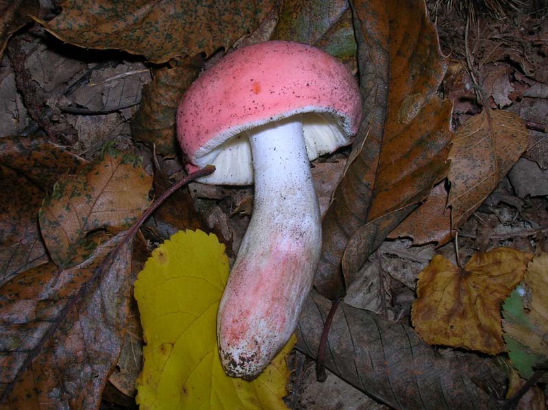 Russula da determinare