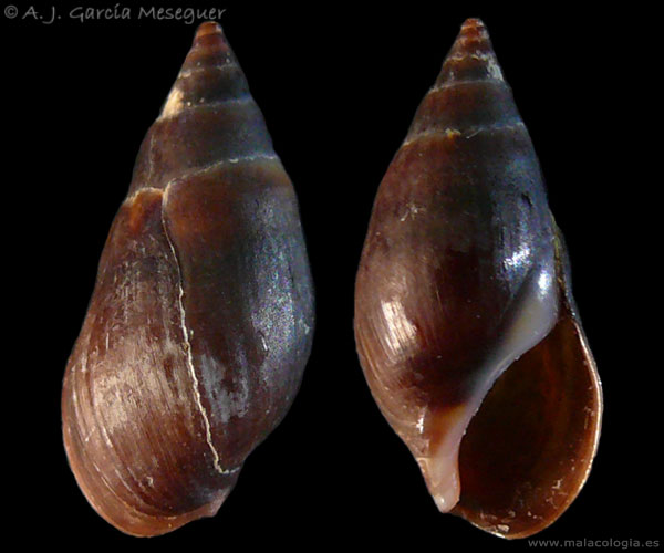 Melanopsis tricarinata dufourii