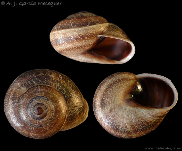 Otala punctata ??