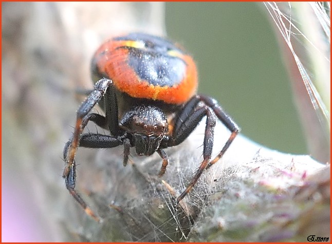 Synema globosum - Thomisidae