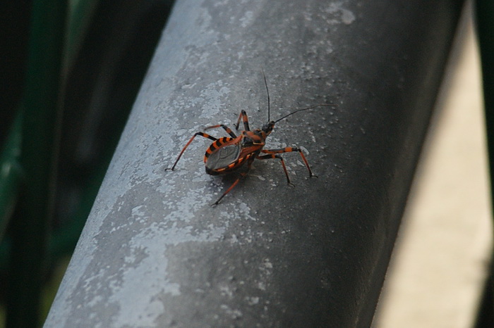 Rhynocoris sp.