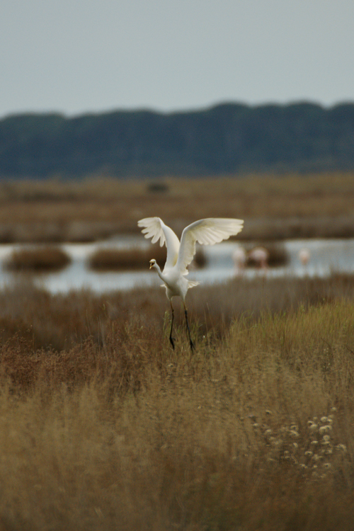 volo di airone