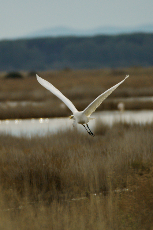 volo di airone