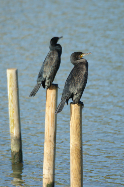 Cormorano in asciugatura rapida