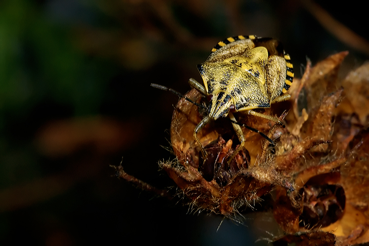 Prima uscita fotografica macro + elaborazione raw