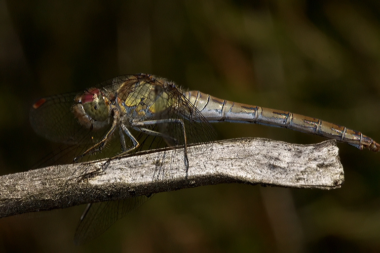 Prima uscita fotografica macro + elaborazione raw