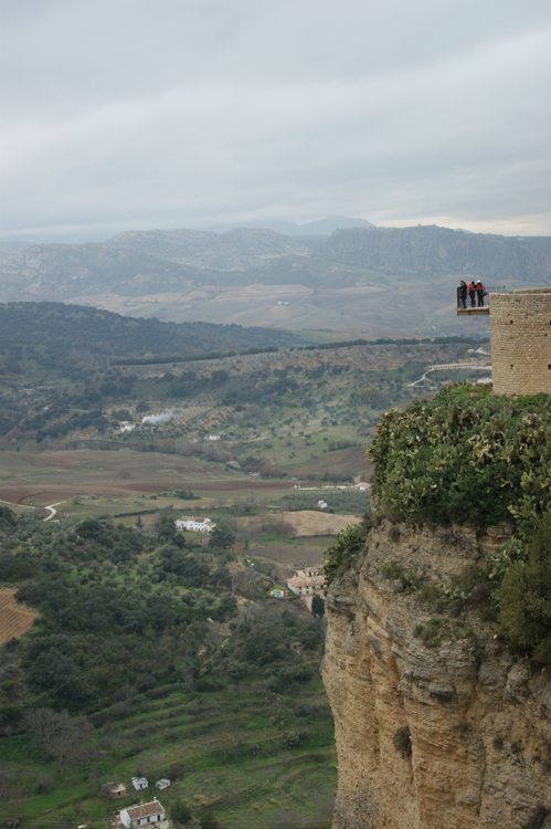 Grifone - Andalusia, Spagna