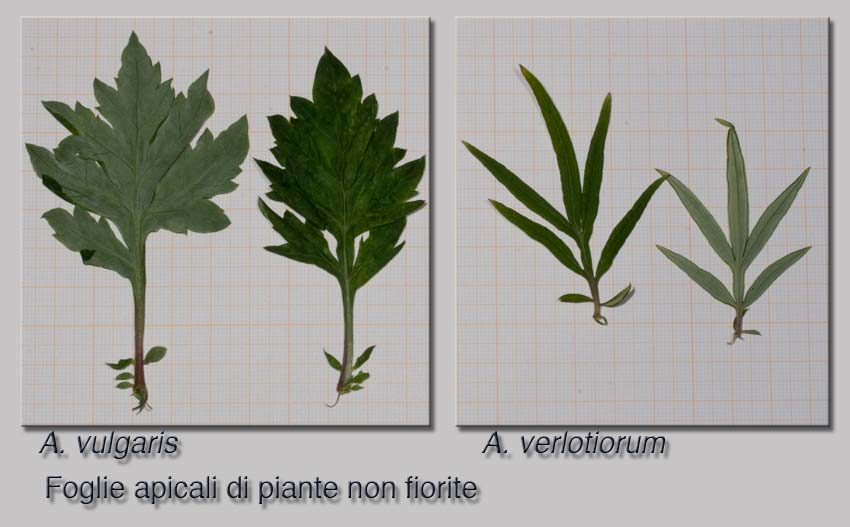 Artemisia verlotiorum / Artemisia dei fratelli Verlot