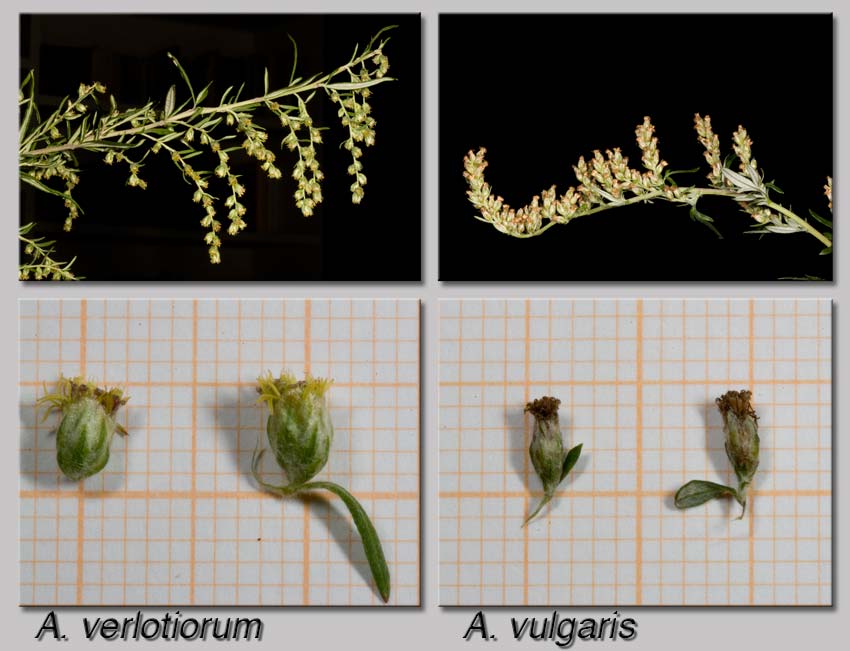 Artemisia verlotiorum / Artemisia dei fratelli Verlot