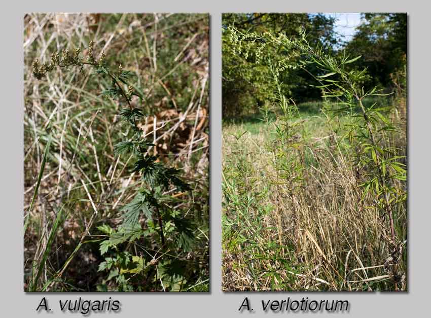 Artemisia verlotiorum / Artemisia dei fratelli Verlot