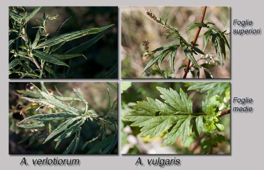 Artemisia verlotiorum / Artemisia dei fratelli Verlot