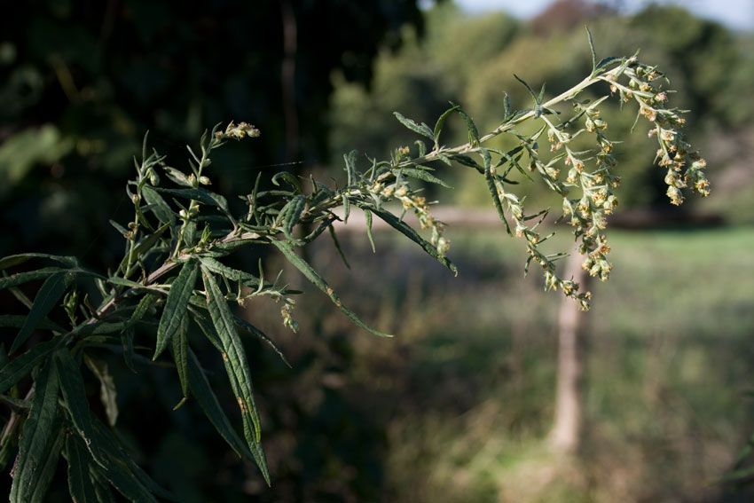 Artemisia verlotiorum / Artemisia dei fratelli Verlot