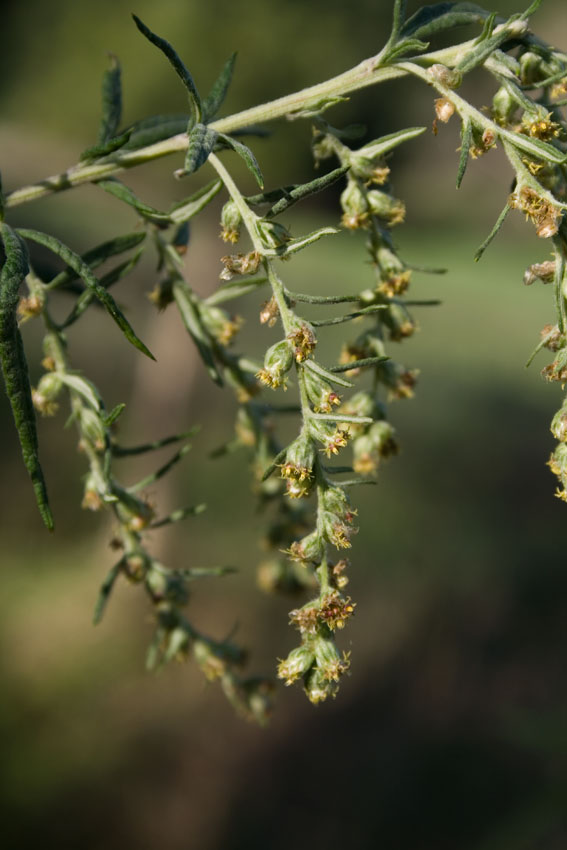 Artemisia verlotiorum / Artemisia dei fratelli Verlot