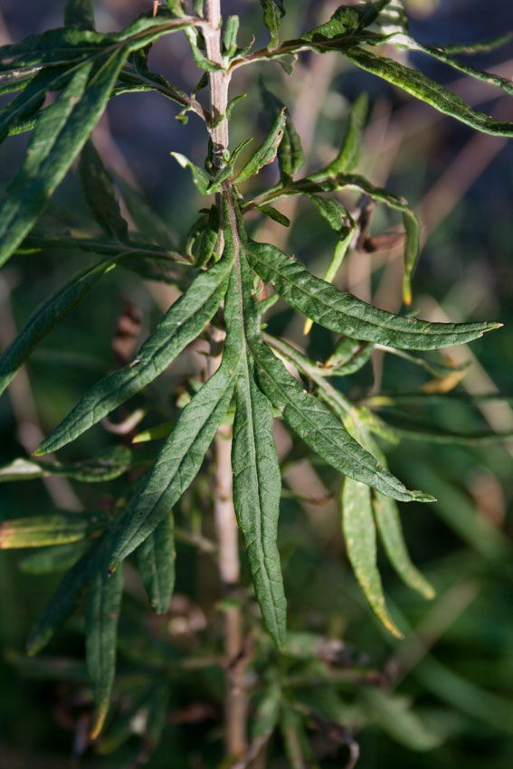 Artemisia verlotiorum / Artemisia dei fratelli Verlot