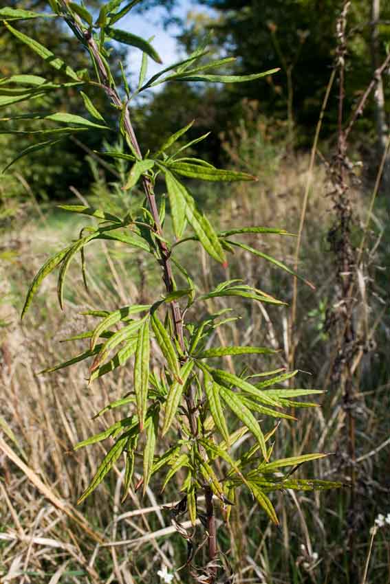 Artemisia verlotiorum / Artemisia dei fratelli Verlot