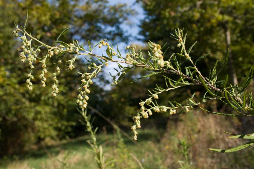 Artemisia verlotiorum / Artemisia dei fratelli Verlot