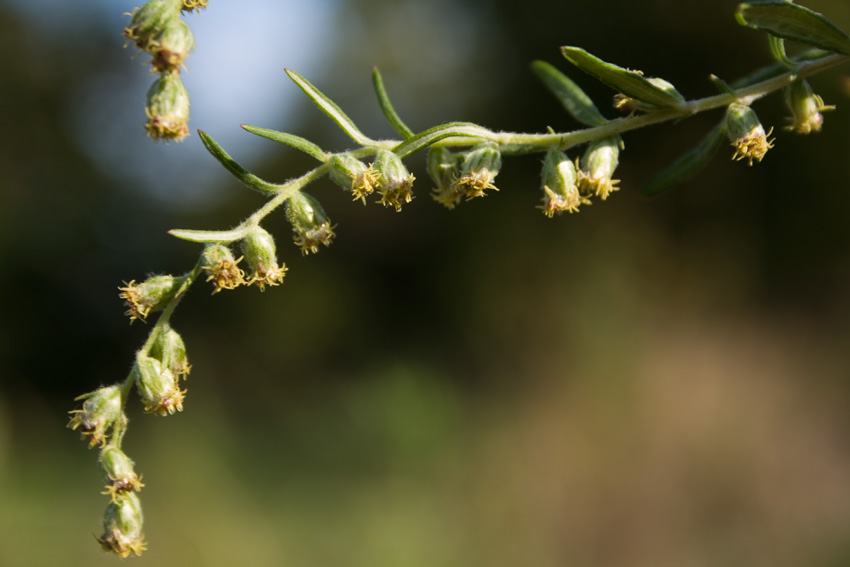 Artemisia verlotiorum / Artemisia dei fratelli Verlot