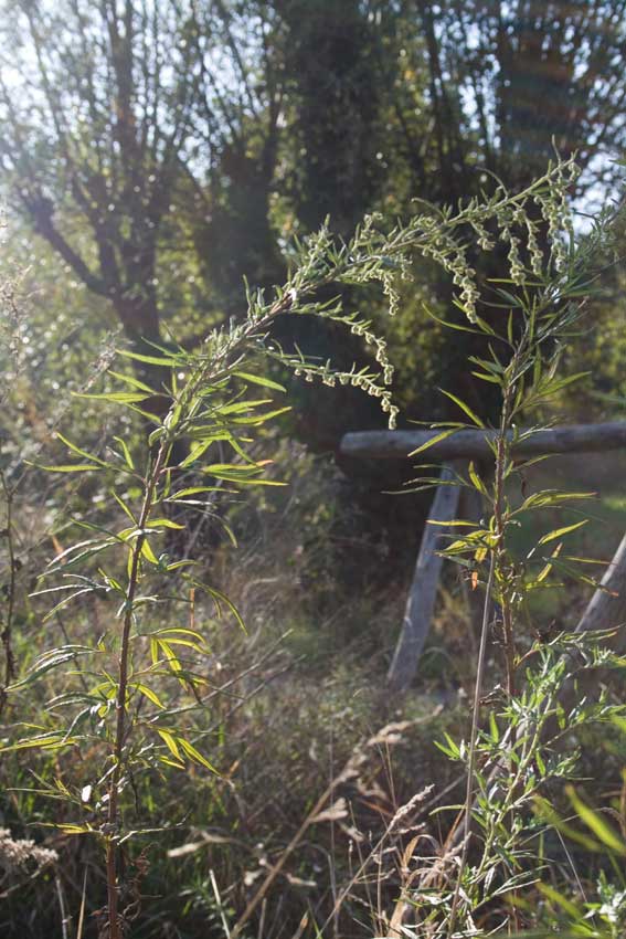 Artemisia verlotiorum / Artemisia dei fratelli Verlot