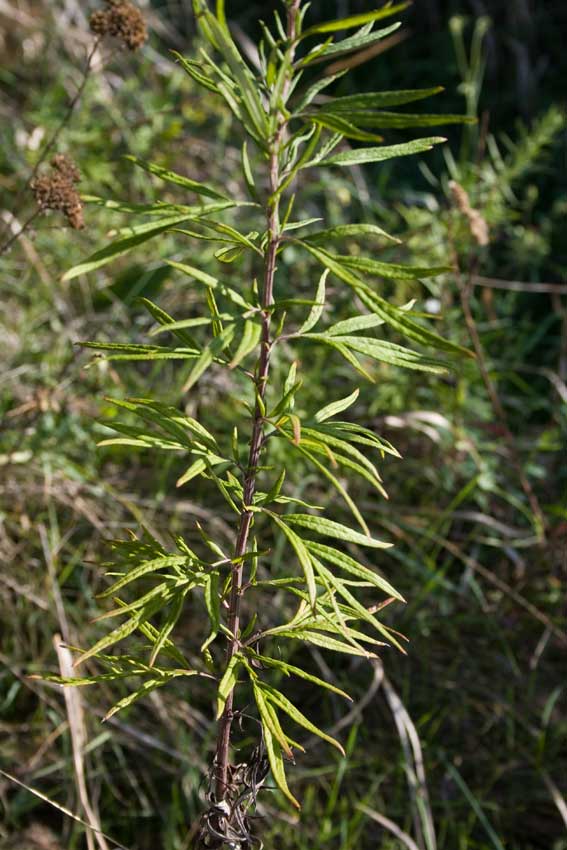 Artemisia verlotiorum / Artemisia dei fratelli Verlot